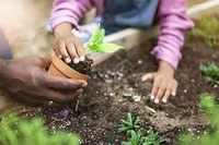 Câmara aprova projeto para incentivar Hortas Comunitárias em Búzios