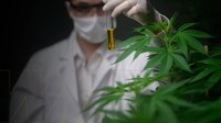 Câmara vota incentivo a estudos e pesquisas com Cannabis Medicinal