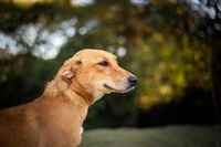Câmara vota normas de controle de animais comunitários em Búzios