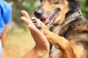 Causa Animal é destaque no retorno dos trabalhos legislativos