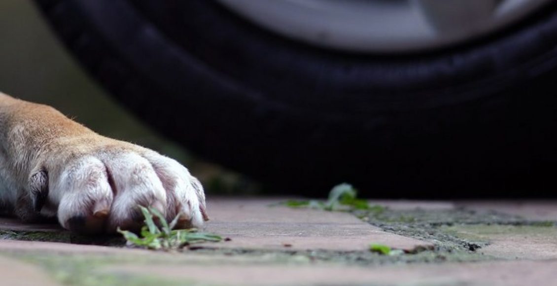 CCJR Propõe Emenda ao PL de Prestação de Socorro a Animal Atropelado