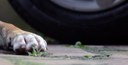 Emenda Estipula Multa no Projeto de Prestação de Socorro a Animais Atropelados