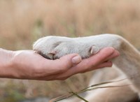 Emenda altera data da Semana de Conscientização dos Direitos dos Animais 