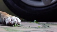 PL Pretende Tornar Obrigatória a Prestação de Socorro a Animais Atropelados