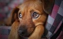 Projeto garante que abrigos recebam animais de estimação de acolhidos