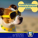 Projeto pretende regulamentar a circulação de cães nas praias de Búzios